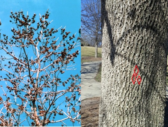 Ash Flower Gall and Bark