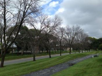 Emerald Ash Borer Damage