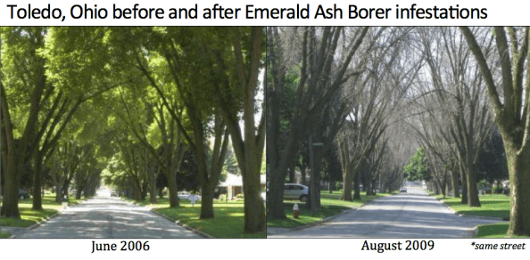 Toledo-Ohio_Before-and-After-EAB